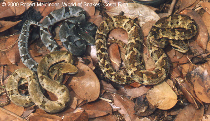 Bothrops venezuelensis Bild01